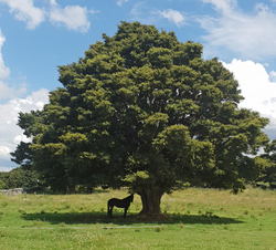 totara northland native underneath