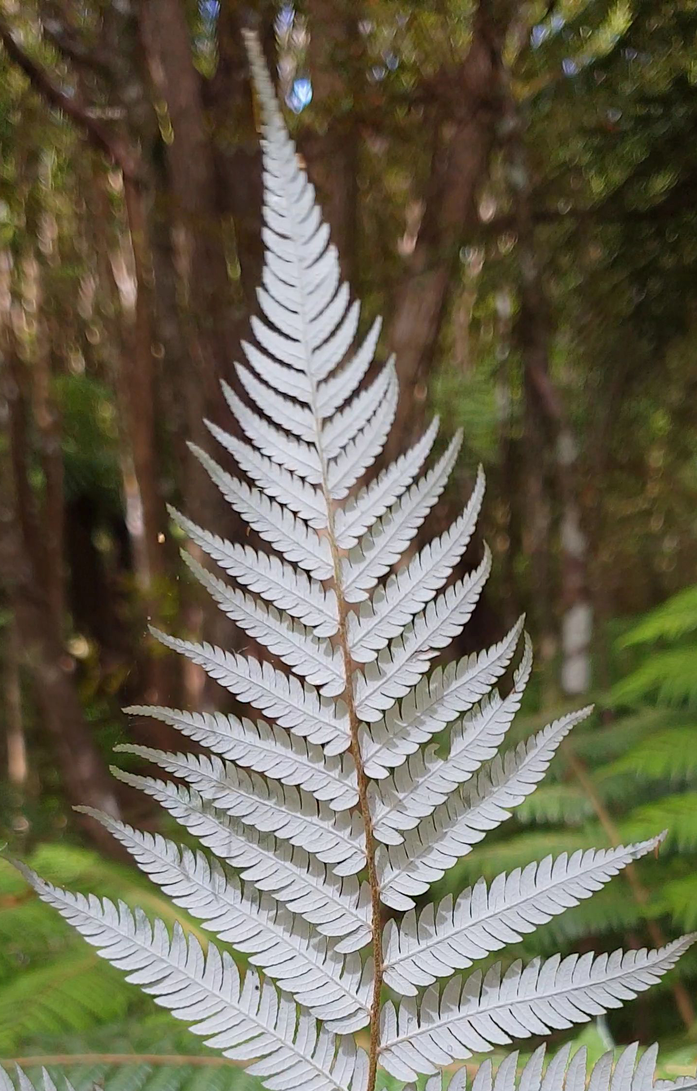 Tree Ferns ponga of the tangihua forest