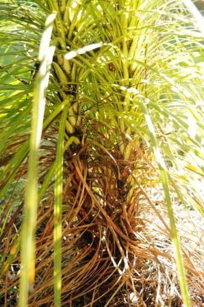 Cabbage tree Tangihua