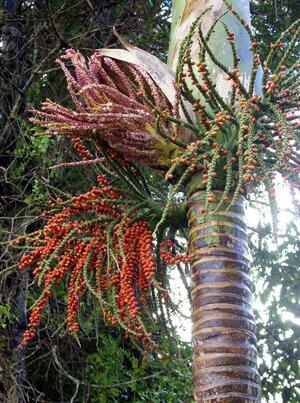 nikau palm palms sapida thick rhopalostylis stemmed fruit cordyline some tree pachycaul stem stems unbranched plants succulent nz seed chatham
