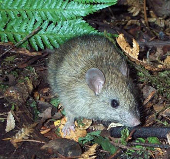 Rats in forest conservation,norway, ship rats Northland