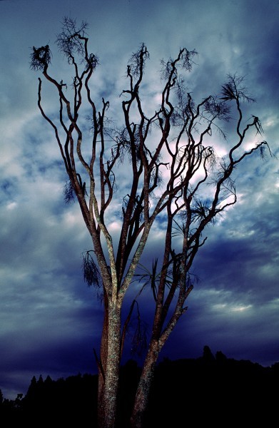 albero Cavolo Northland 