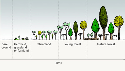 Regenerating Native forest New Zealand