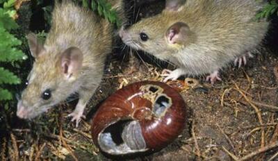 Rats with chips: how radio-collared rats are helping scientists to protect  our native birds » Manaaki Whenua