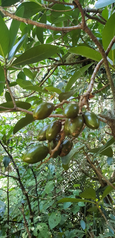 are karaka berries poisonous to dogs